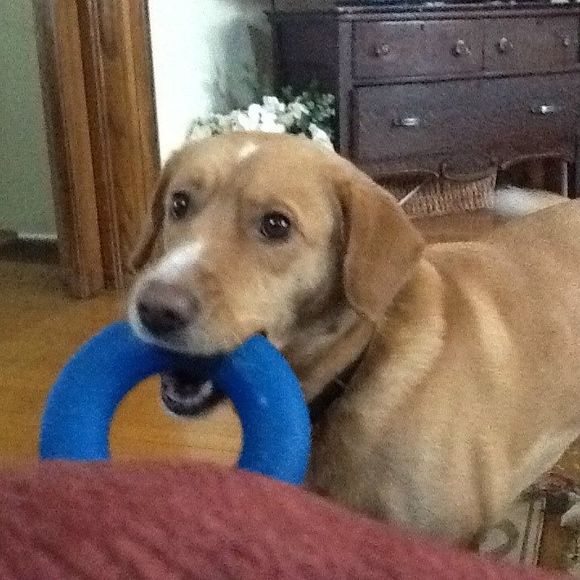 Meet your Posher, Coco - Picture 1 of 1